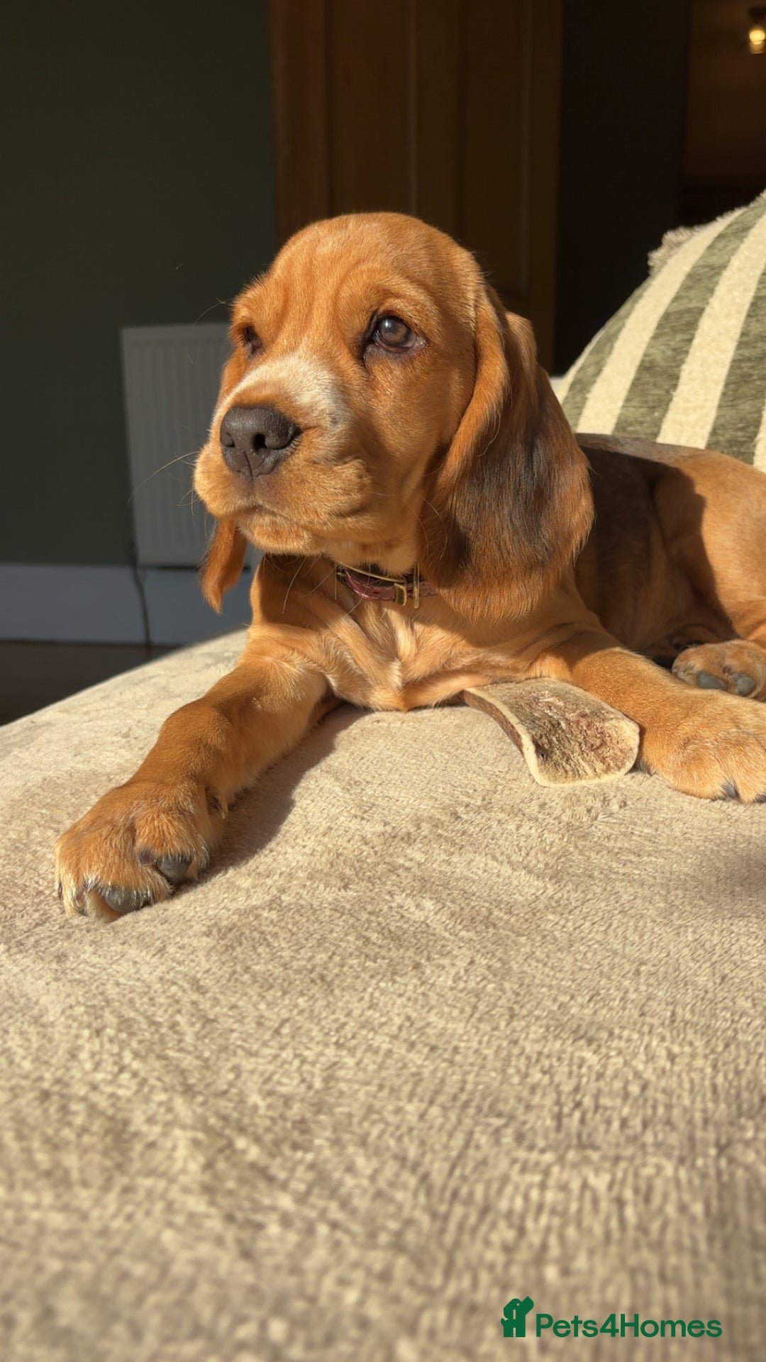 Bocker dogs for sale: 4 month Cocker Spaniel, Beagle Mix - Image 2