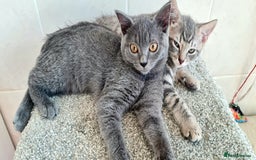 British Shorthair cats for sale: Beautiful Blue British, Lilac, Color point, Tabby  - Image 24