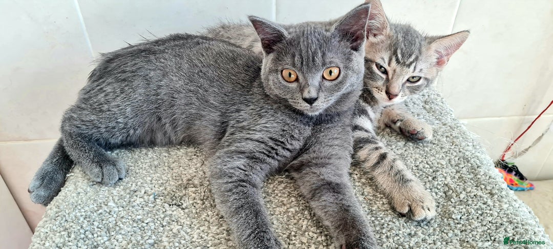 British Shorthair cats for sale: Beautiful Blue British, Lilac, Color point, Tabby  - Image 24