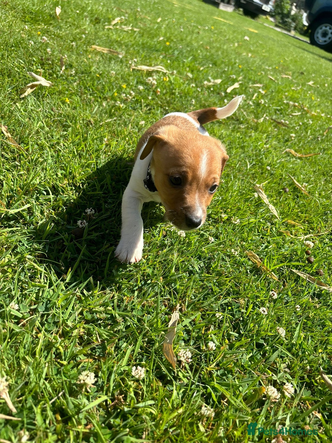 Jack Russell dogs for sale: Jack Russell Puppies - Litter of 7 - Image 6