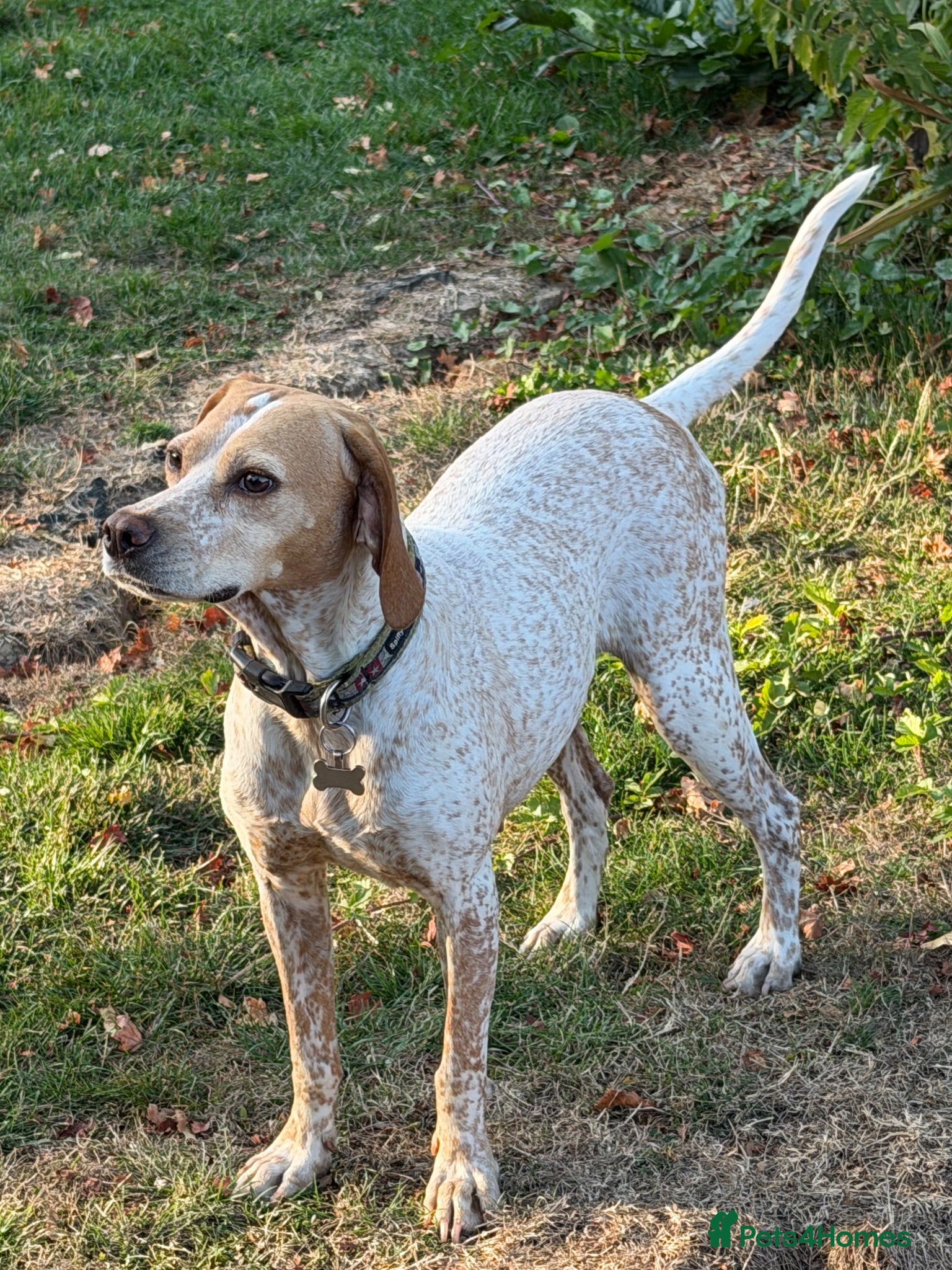 Mixed Breed dogs 🍯 Honey: The Pocket Pointer - Advert 1