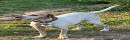 Mixed Breed dogs for adoption: 🍯 Honey: The Pocket Pointer in Maidstone - Advert 1