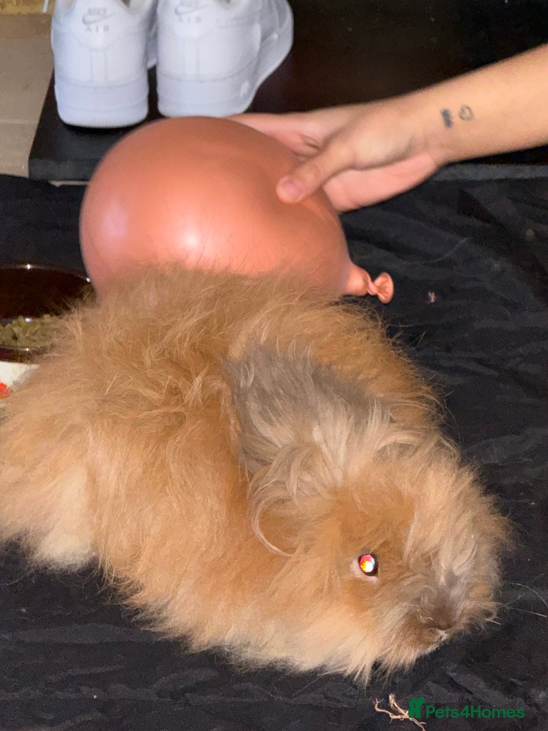 Lionhead rabbits for sale: Lionhead bunny  - Advert 1