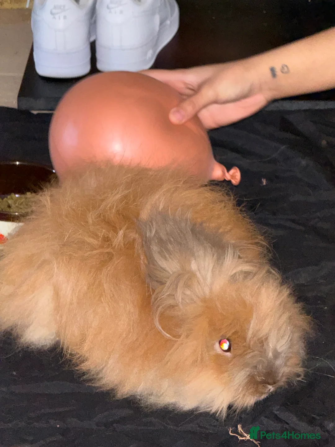 Lionhead rabbits for sale: Lionhead bunny  - Advert 1