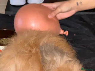 Lionhead rabbits Lionhead bunny - Advert 6