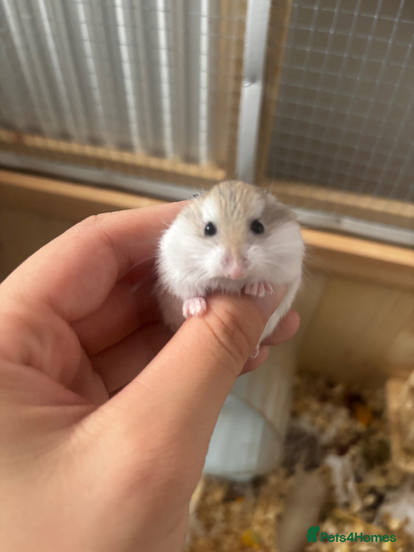 Hamster rodents 3 baby hamsters for sale (5 weeks old) - Advert 2