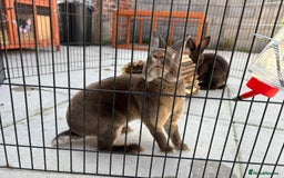 Rex rabbits for sale: Beautiful chocolate mini rex girls - Image 2