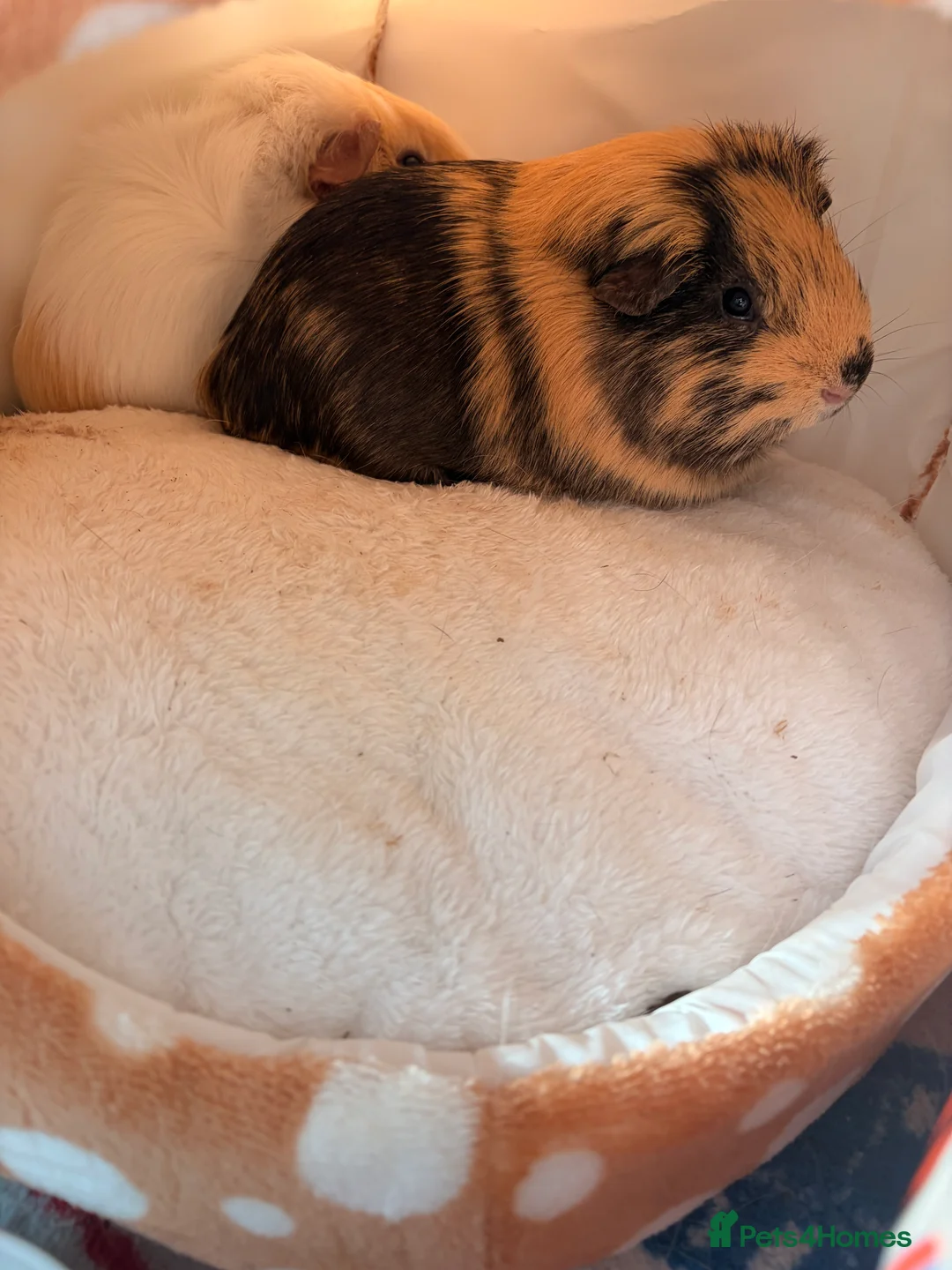 Guinea Pig rodents for sale: Two male piggies for sale - Advert 2