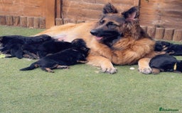 German Shepherd dogs for sale: German Shepard  - Image 5