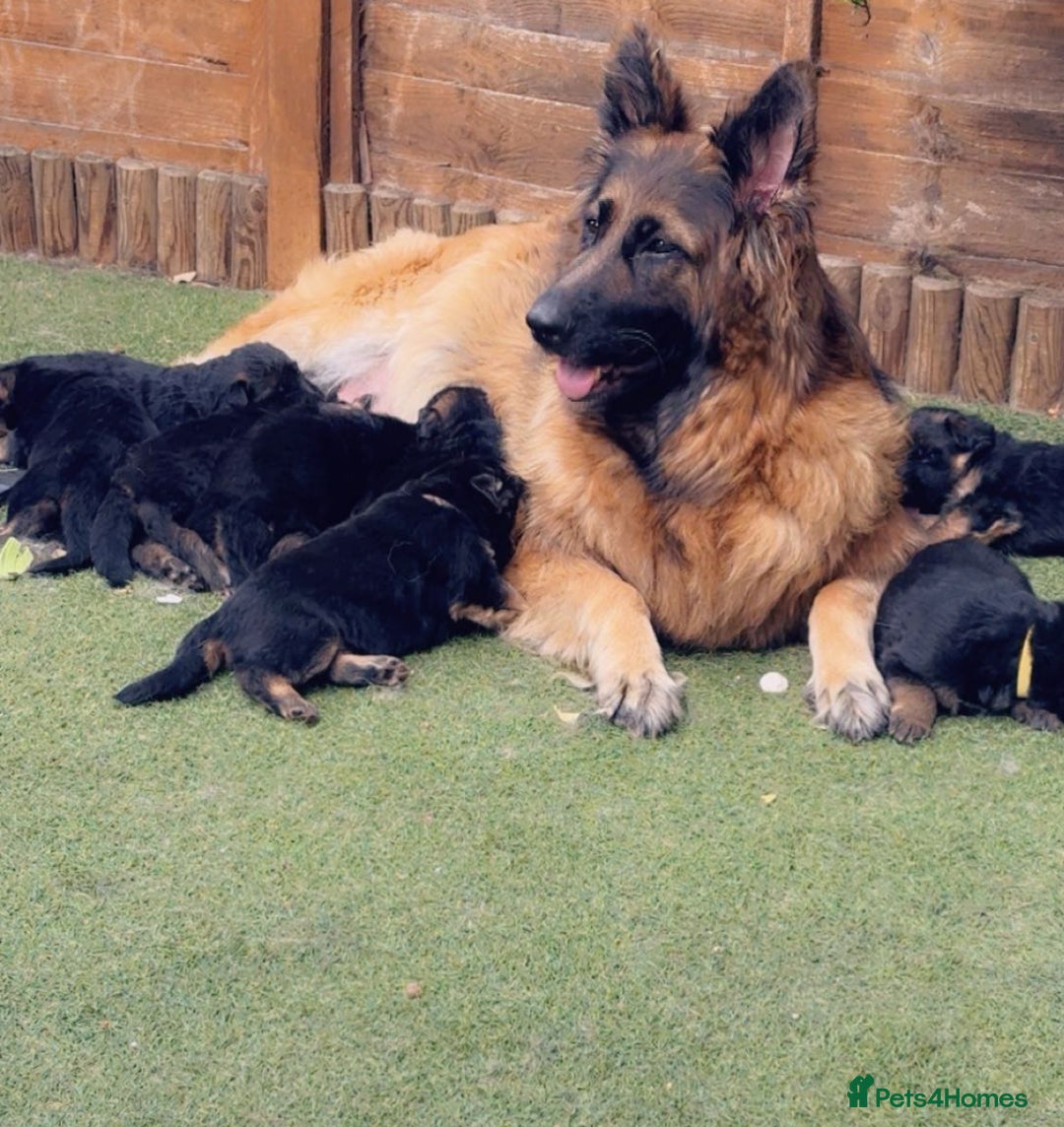 German Shepherd dogs for sale: German Shepard  - Image 5