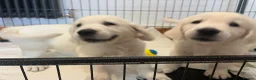 Golden Retriever dogs for sale: KC Old English Cream Golden Retrievers - Advert 8