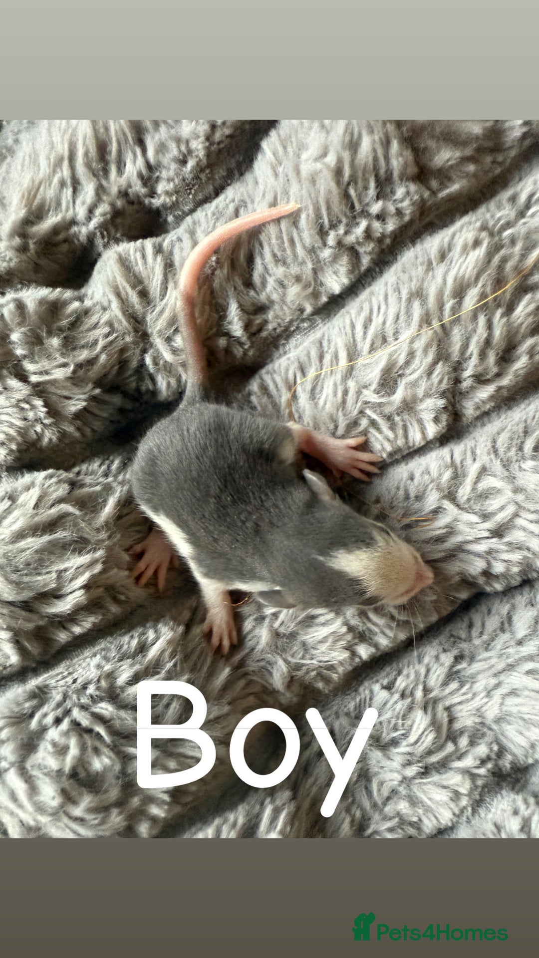 Rat rodents for sale: Baby rats mixed  - Advert 9