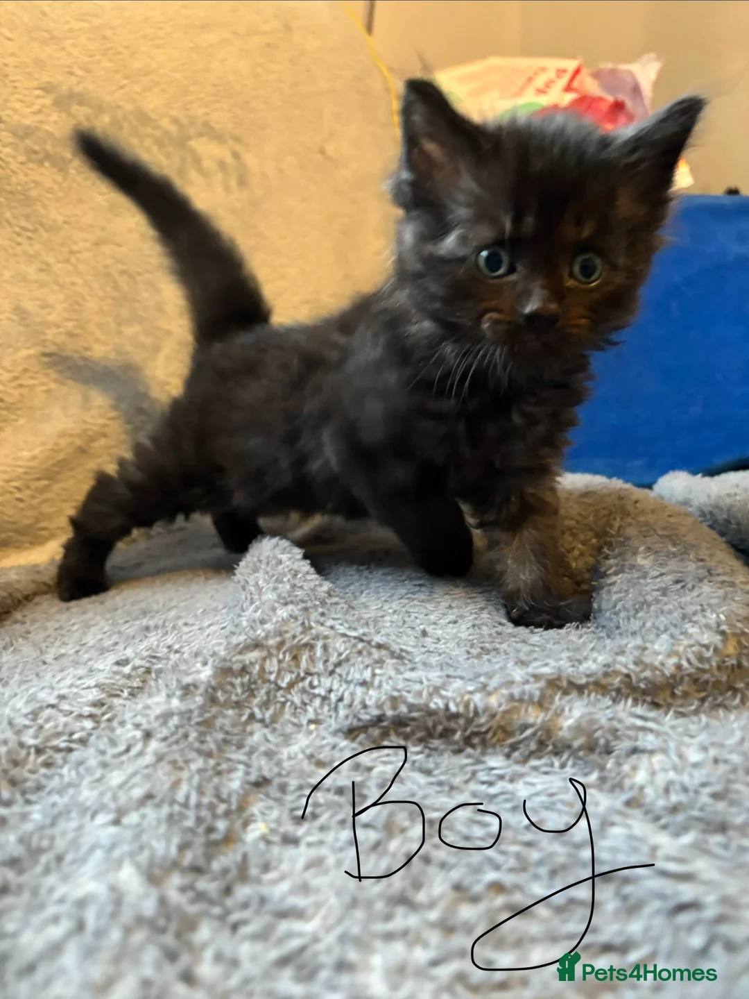 Ragcoon cats for sale: Beautiful Ragcoons in Ringwood - Advert 8