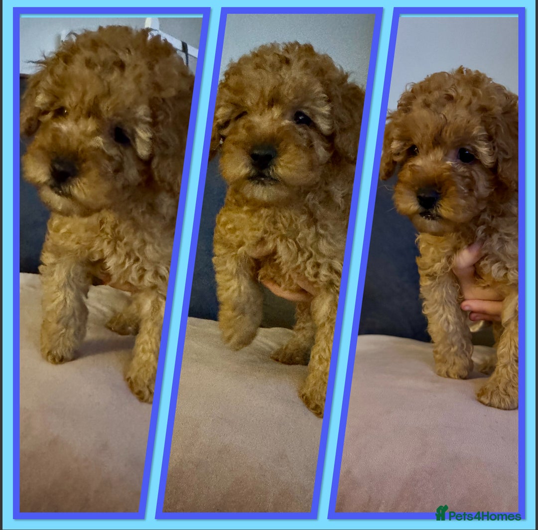 Cockapoo dogs for sale: Beautiful cockapoos  - Advert 3