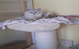 Maine Coon cats for sale: Neutered shaded Princess  - Image 2