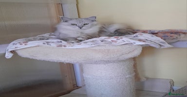 Maine Coon cats - Advert 7