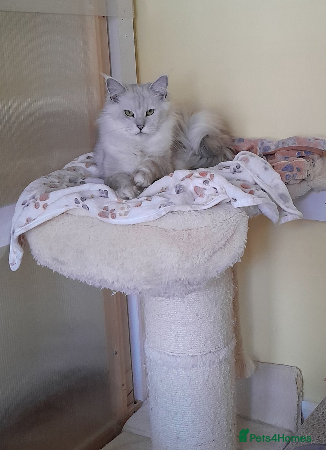 Maine Coon cats for sale: Neutered shaded Princess  - Image 2