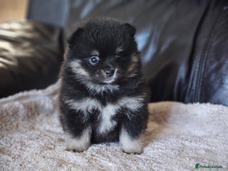 Pomeranian dogs 1 beautifull pomeranian puppy - Advert 18