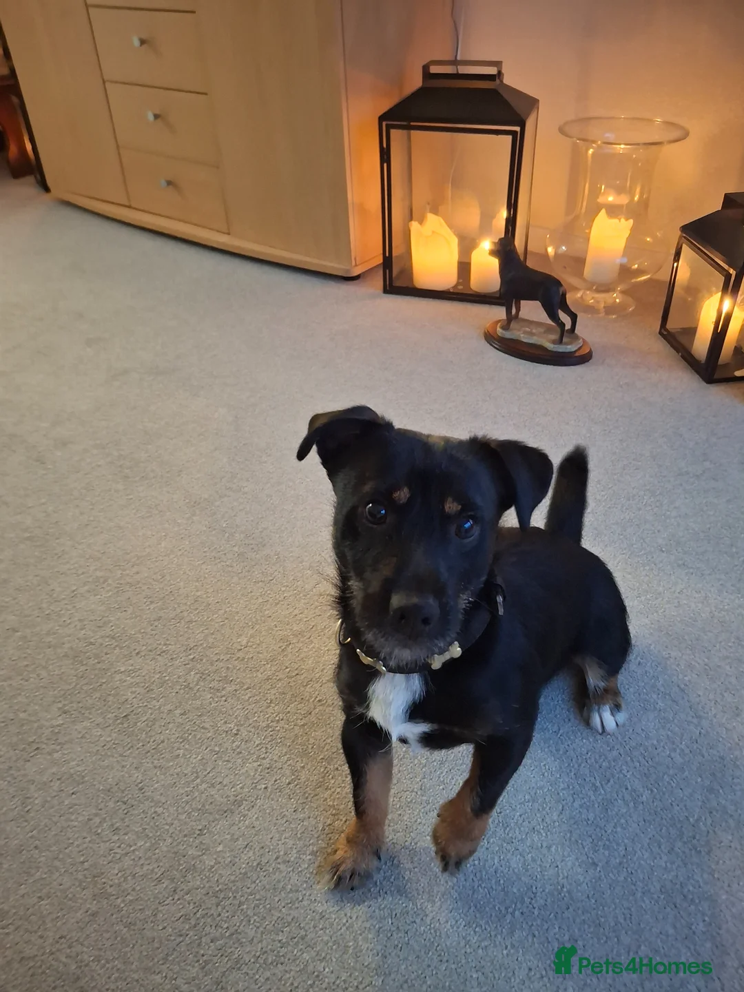 Jack Russell dogs for sale: Jack Russel in Hemel Hempstead - Advert 1