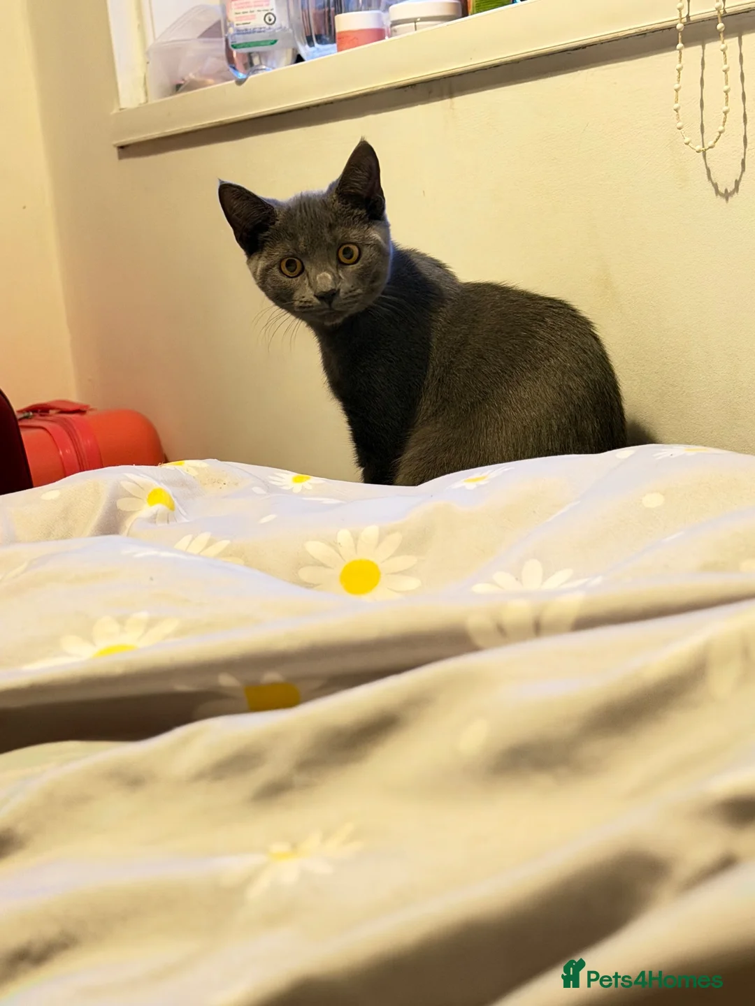 Mixed Breed cats for sale: Give a way  in Great Yarmouth - Advert 2