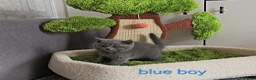 British Shorthair cats for sale: Blue British Shorthair kittens, GCCF registered in London - Advert 20