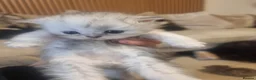 Persian cats for sale: Beautiful Persian Kittens Ready for Loving Homes in London - Advert 11