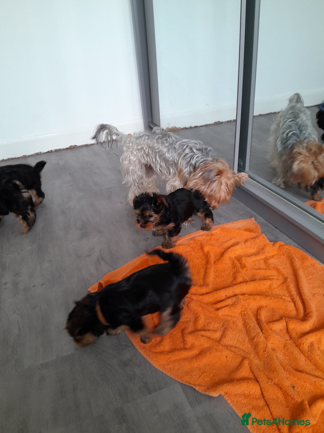 Yorkshire Terrier dogs for sale: Adorable Yorkshire Terrier puppies for sale - Image 6