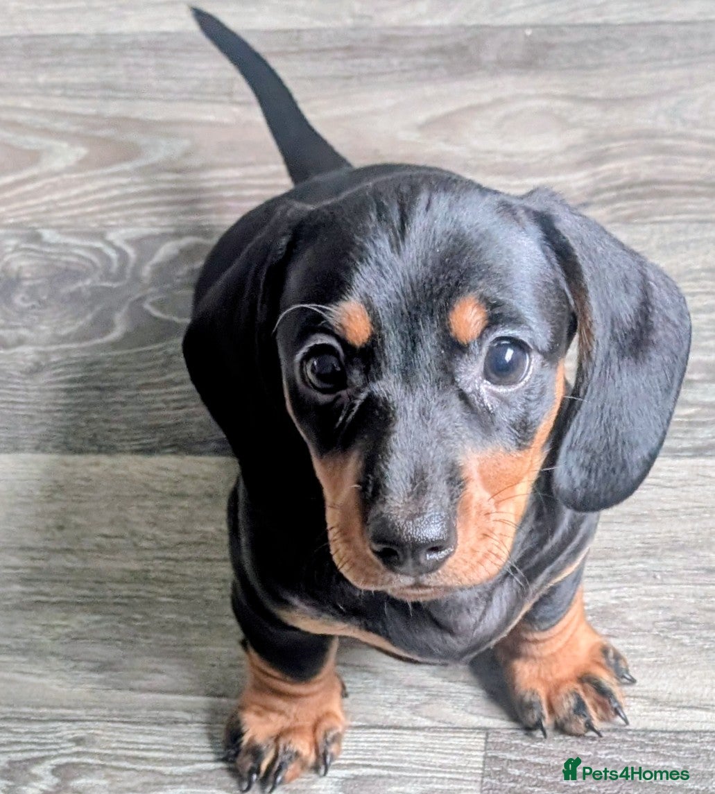 Miniature Dachshund dogs for sale: Adorable Miniature Dachshund Puppies Ready Now in Knottingley - Advert 4