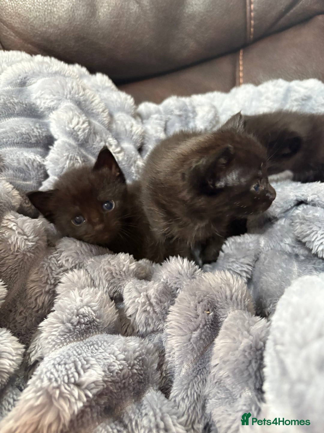 Mixed Breed cats for sale: Kittens ******  - Image 5