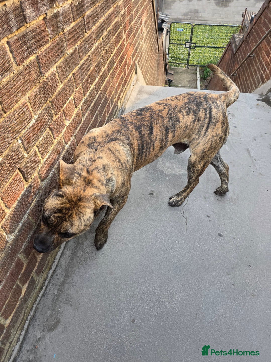 Presa Canario dogs for sale: Presa Canario Male  - Image 9