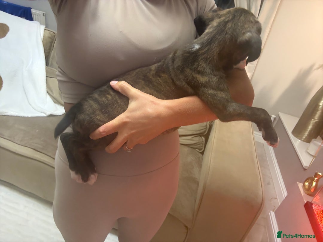 Boxer dogs for sale: Reduced Ready Now Kc Boxer Puppies - Image 28