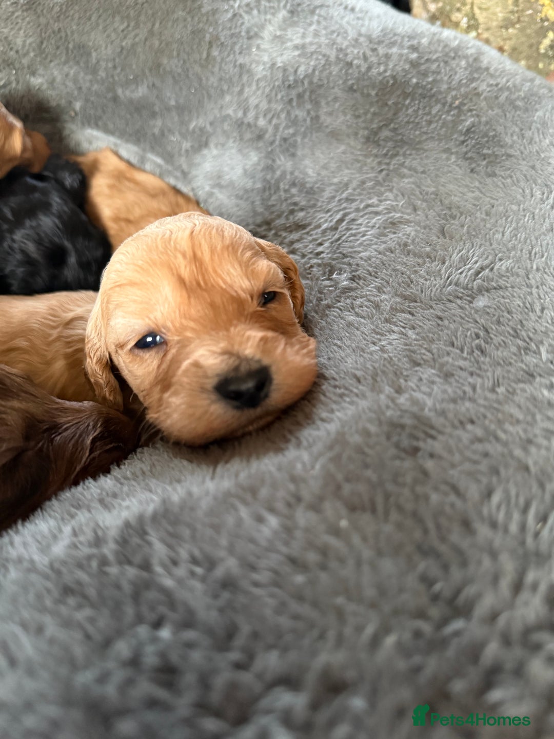 Cockapoo dogs for sale: 8 beautiful miniature cockapoo puppies - Advert 3