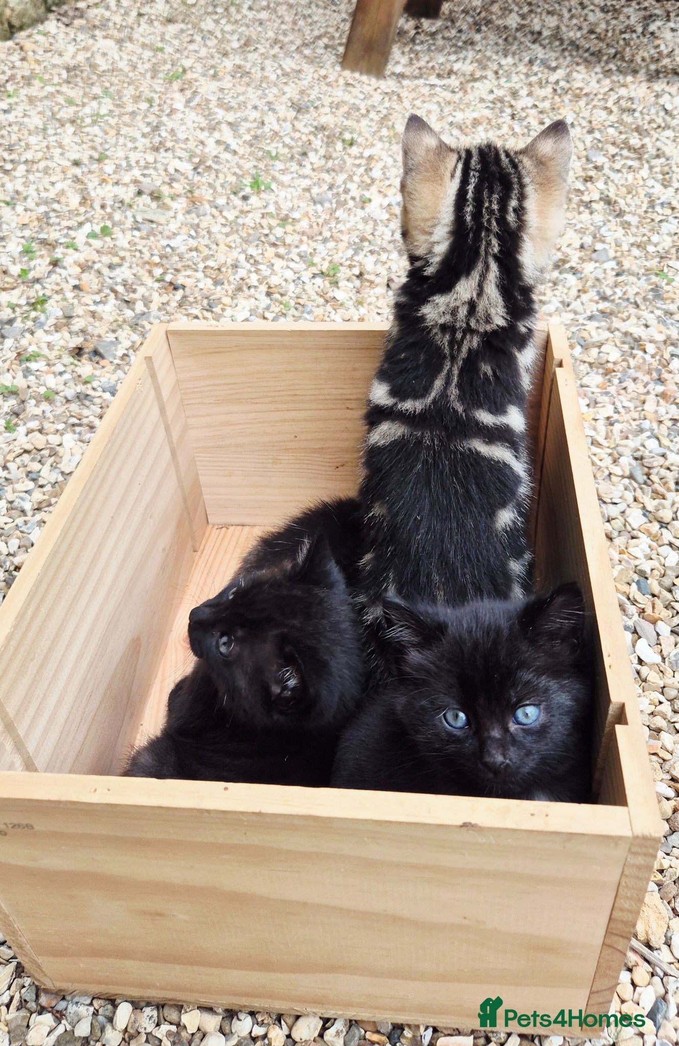 Mixed Breed cats for sale: Gorgeous Kittens for sale - Advert 9