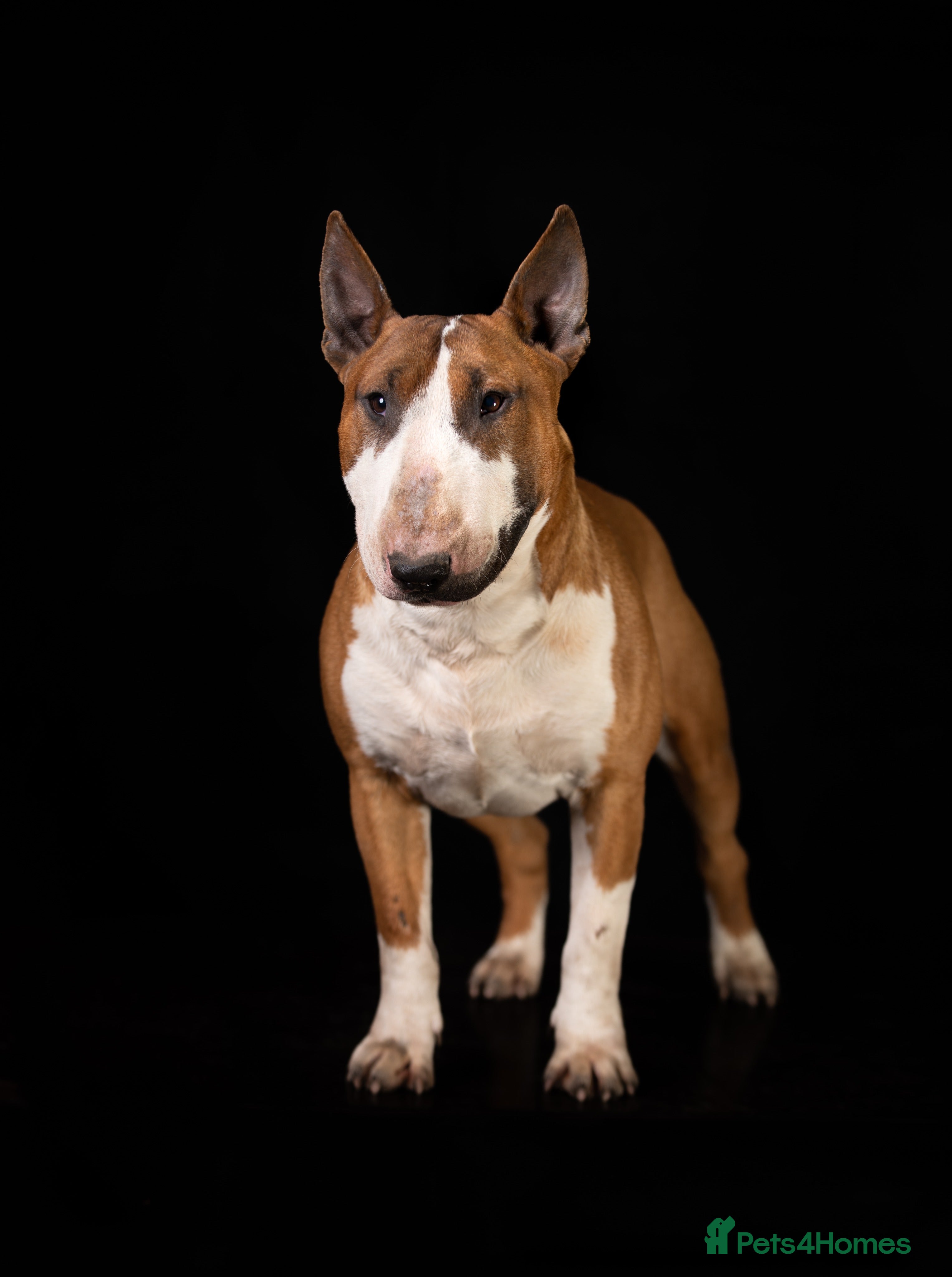 English Bull Terrier dogs Quality and proven english bull terrier for stud - Advert 13