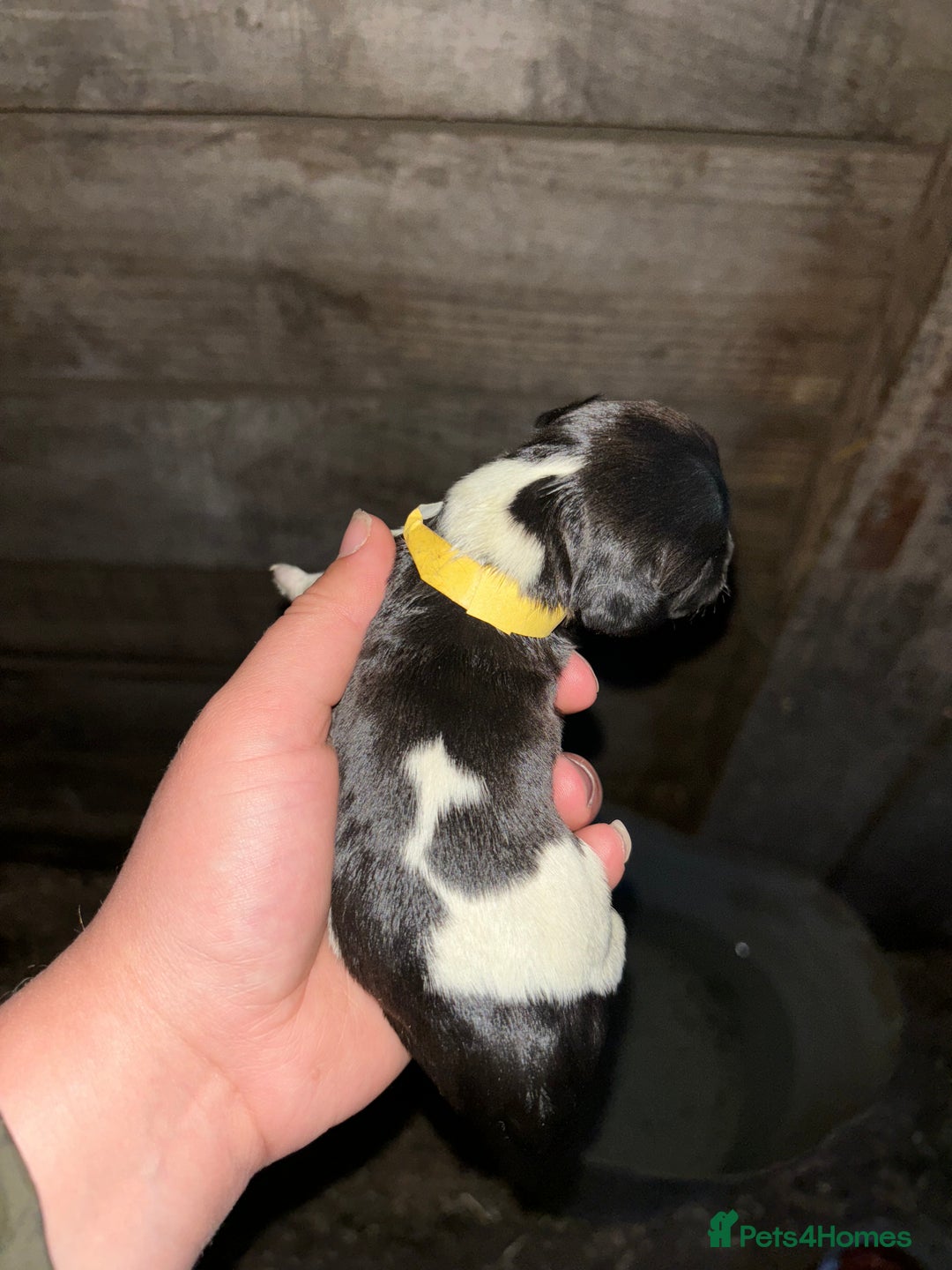 English Springer Spaniel dogs for sale: Gorgeous marked English Springer Spaniel pups  - Image 14