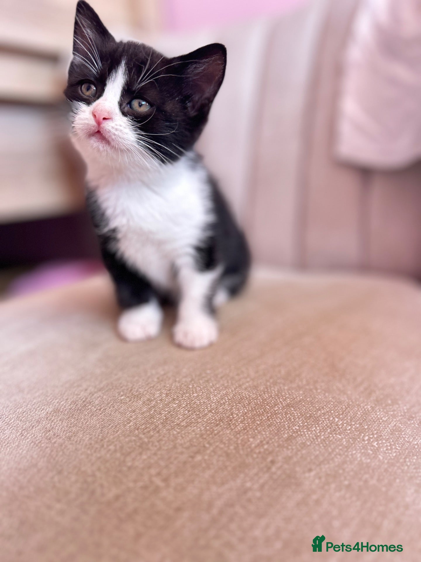 British Shorthair cats British Shorthair Ragdoll Kittens - Advert 11