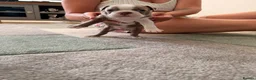 Boston Terrier dogs for sale: 8th Generation KC Reg Boston Terrier Puppies  - Advert 26