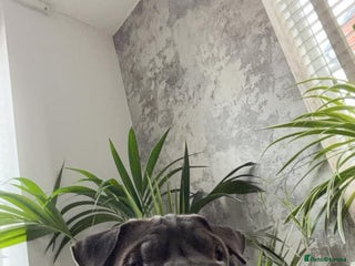 Shar Pei dogs 1 year old Shar pei Boy - Advert 12