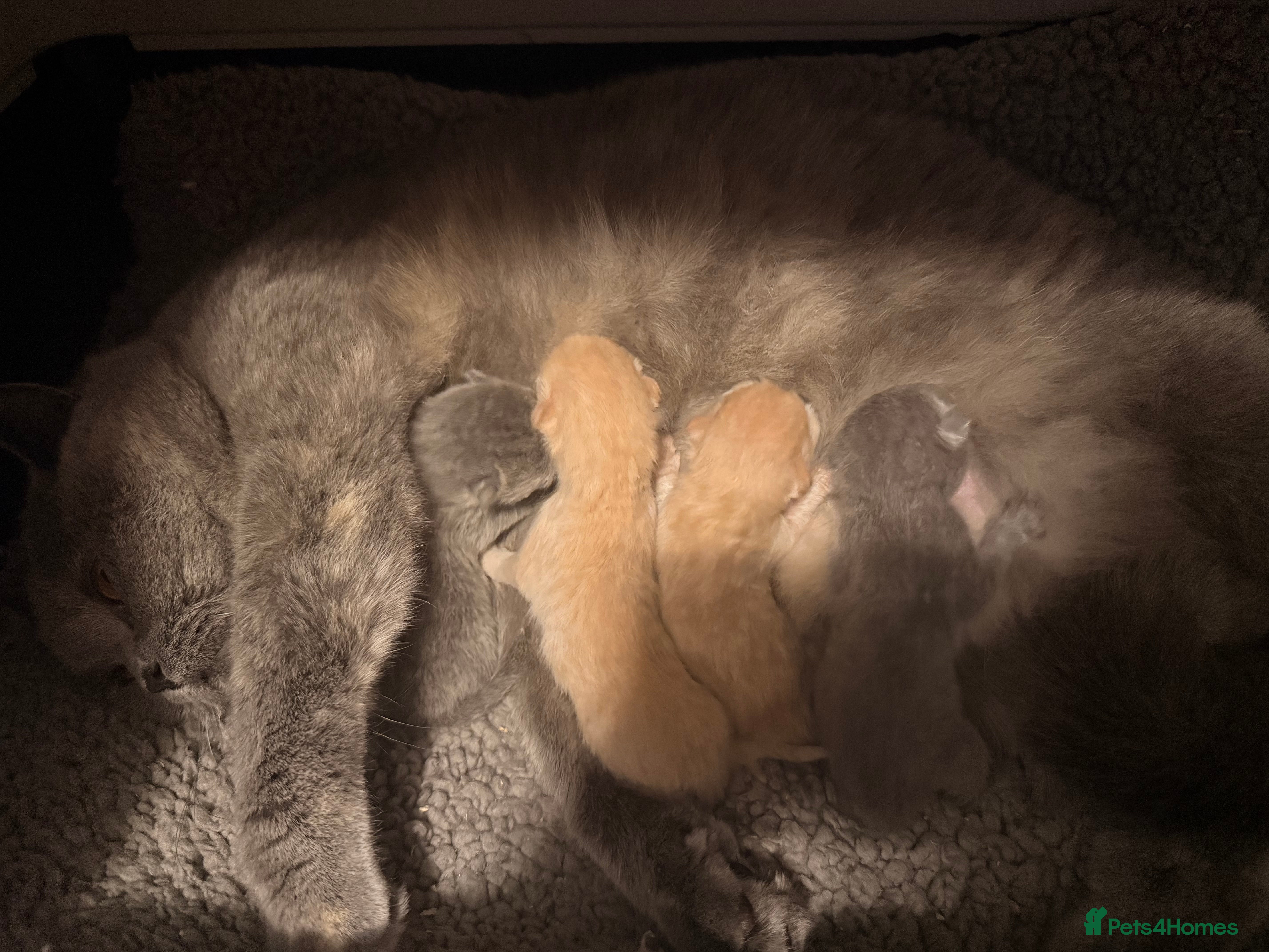 British Shorthair cats GCCF Registered Blue Female  - Advert 2