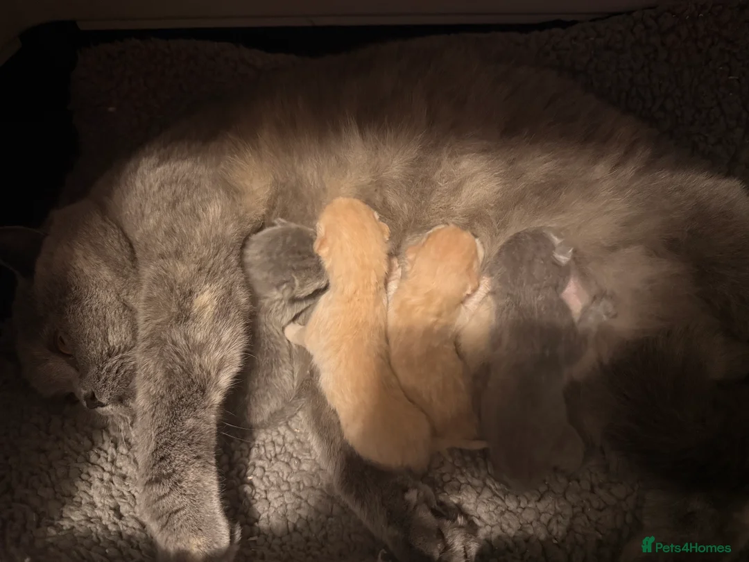 British Shorthair cats for sale: GCCF Registered Blue Female  - Advert 7