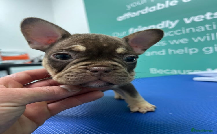 French Bulldog dogs - Advert 11