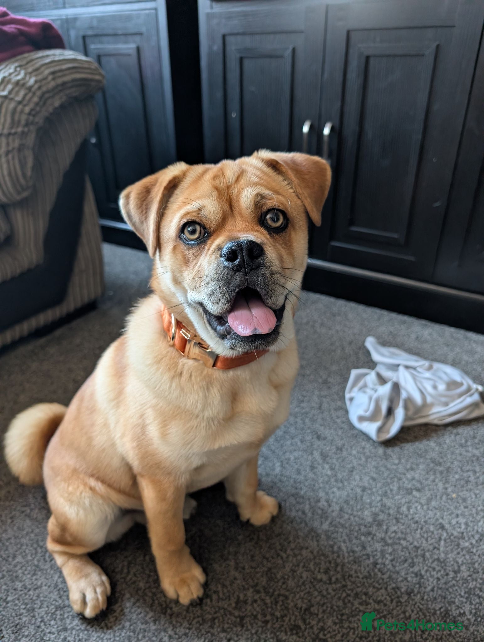 Mixed Breed dogs New home for buddy - Advert 14