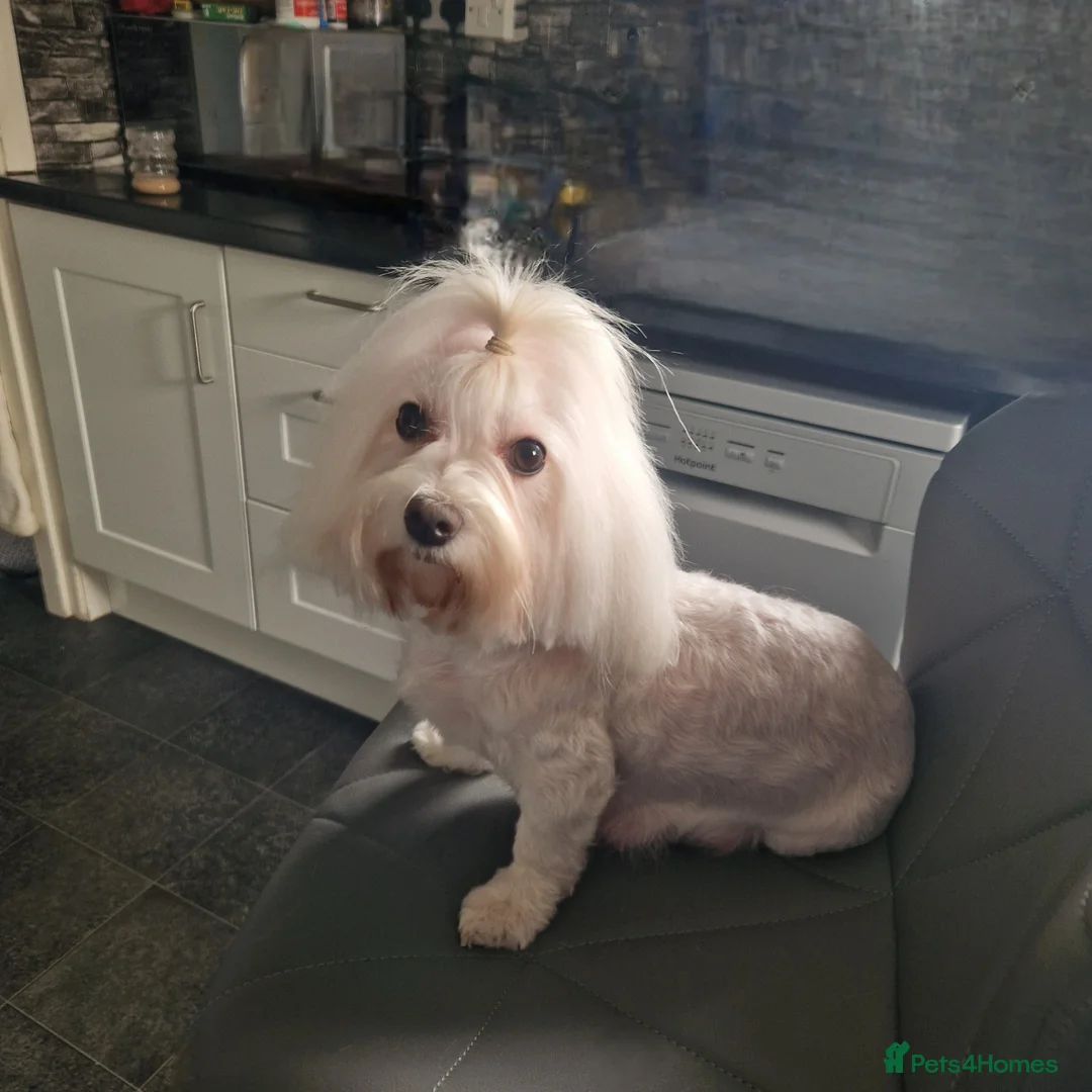 Maltese dogs for sale: Beautiful girls - Advert 2