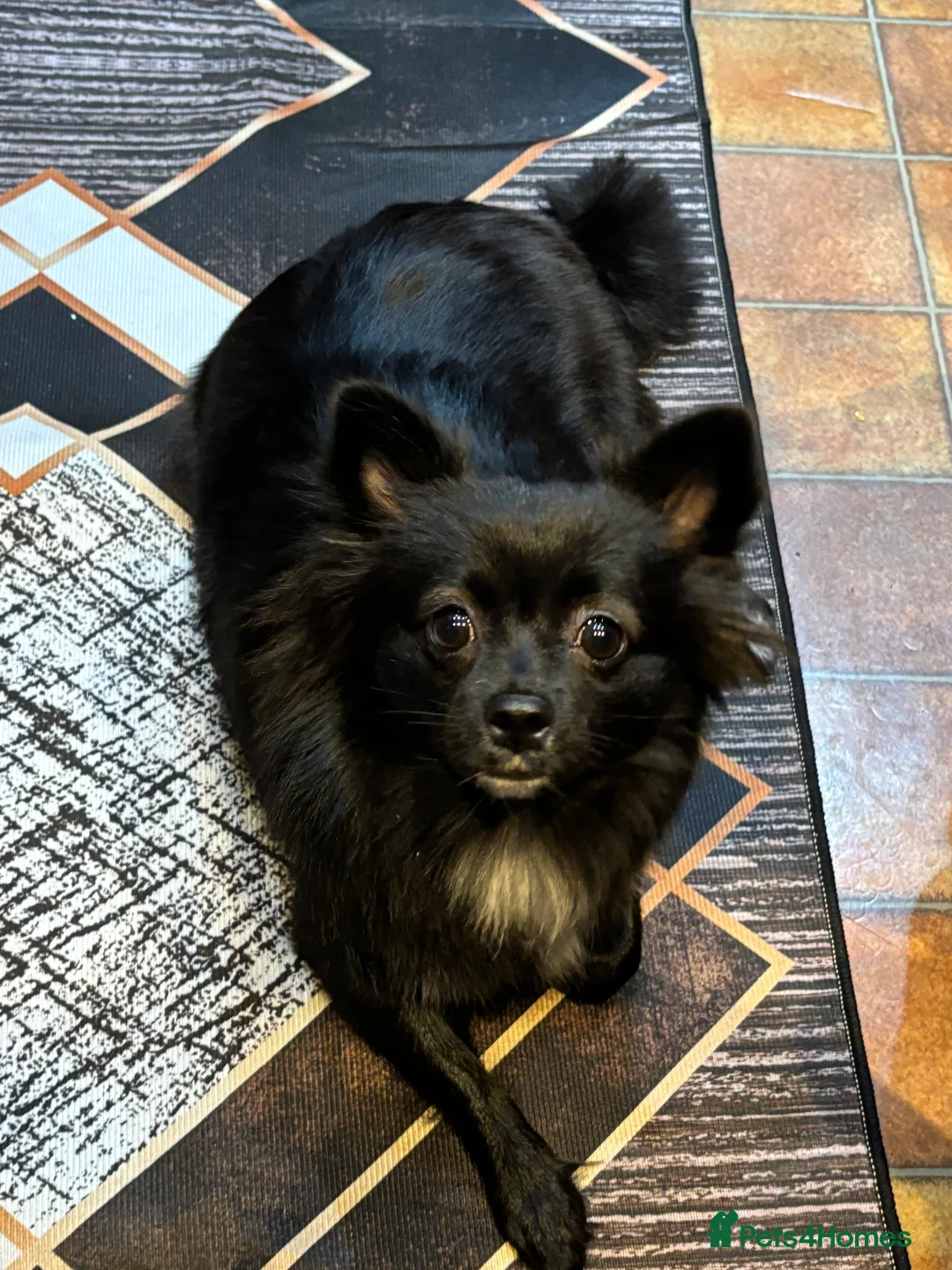 Pomeranian dogs for sale: • Beautiful Female Pomeranian – Bonnie - Advert 5
