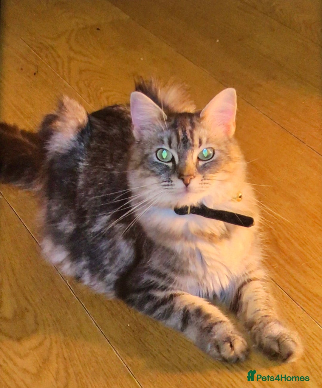 Mixed Breed cats for sale: Silver Tabby Kitten, Pathhead, Midlothian - Advert 1