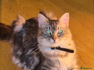 Mixed Breed cats Silver Tabby Kitten, Pathhead, Midlothian - Advert 17