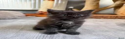 Maine Coon cats for sale: Maine Coon Kittens  - Advert 16