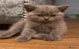 British Shorthair cats for sale: Quality GCCF British Shorthair Kittens - Image 2