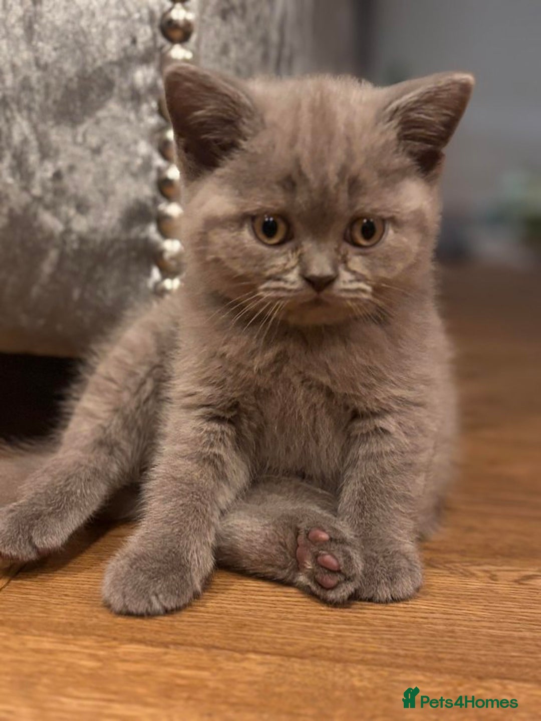 British Shorthair cats for sale: Quality GCCF British Shorthair Kittens - Image 2