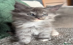 Maine Coon cats for sale: Tica registered Maine Coons from champion lines  - Image 18